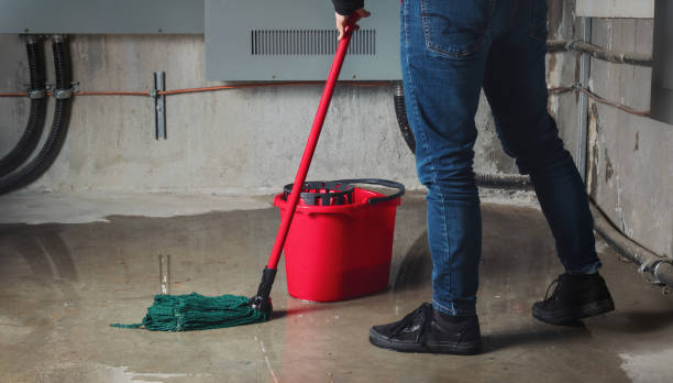 Best Mold removal after water damage  in Bonnie Brae, IL